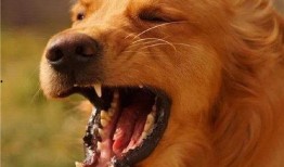 最新台湾狗崽爆料视频大全,揭秘幕后真相